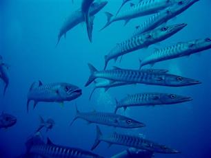 Evolutie door de mazen van het net