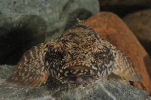 Exoten in beeld : Project Signalering invasieve exoten