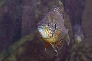 'Exoten nemen een kleine kans op grote gevolgen met zich mee'