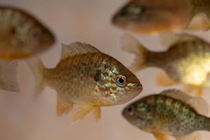 Exoten: verrijking of schadelijk?