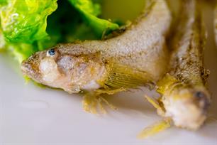 Exotenplaag of lekkere snack?