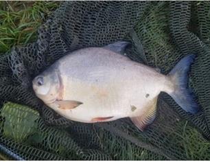 Exotische vissen in nieuwsbrief 'Kijk op Exoten 17'