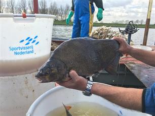 Experiment Zuidelijke Randmeren leeft onder sportvissers