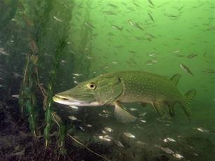 Factsheets voor visserij : Op weg naar een effectief beheer van vis en viswater