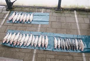 Fikse zeebaarsbuit bij visserijcontrole zeehaven Rotterdam