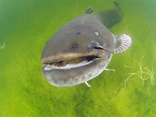 Florerende visduivels