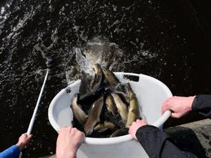Forel uitgezet in Lauwersmeer (video)