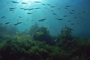 Fosfaatabemesting Noordzee: een kritische beschouwing