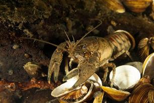 Fransen bieden het hoofd aan Amerikaanse invasie