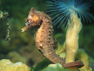 Geëmancipeerde zeepaardjes