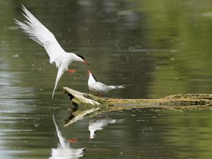 'Geen plaats voor zonnepanelen en meer windmolens in IJsselmeergebied'