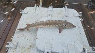 Gemerkte steur gevangen