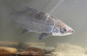 Geslaagde herintroductie van de Noordzeehouting