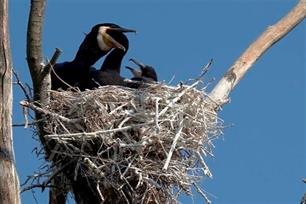 Gestalt Switch voor de aalscholver : Christer Olburs: "Nederlanders pamperen de verkeerde aalscholvers