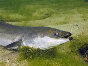 Gestrand in het kanaal