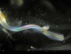 Gezamenlijke aanpak voor monitoring glasaal in Nederland en België