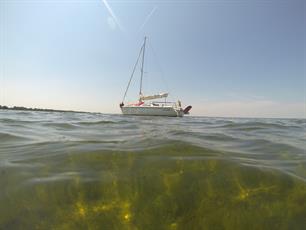Gezamenlijke aanpak waterplanten in zuidelijk deel IJsselmeergebied