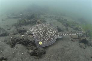 Gezenderde stekelroggen uitgezet