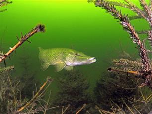 Gezonde vis, gezonde stad