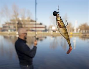 Gezondheidsrisico's vislood