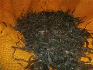 Glasaal met een luchtje : Onderzoek naar de beschikbaar van glasaal bij RWZI's