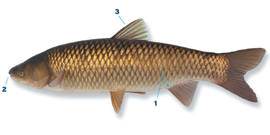 Graskarper: biologische grasmaaier