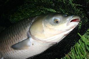 Graskarper verdient een herkansing