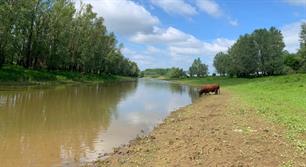 Groeien en overleven in dynamische rivieren
