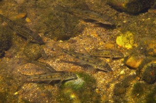 Grondelende grondels