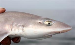 Grootste vissoorten in Europa ernstig bedreigd door overbevissing 