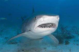 Haaien in het nieuws