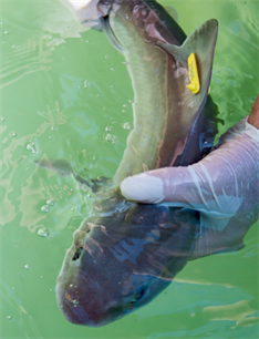 Haaien op de operatietafel