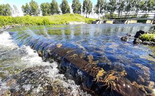 Haar op de scharen - de wolhandkrab is here to stay