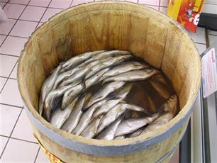 Haring in 't land : Van maagden, oude koppen en luiaards