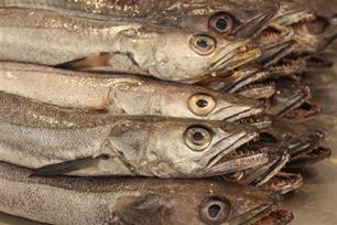 Heek, de nieuwe kabeljauw van de Noordzee