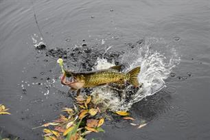 Herhaling Vis TV: poldersnoeken (video)