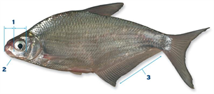 Herkennen van karperachtigen