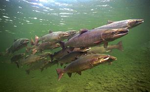 Herstelprogramma zalm moeizaam op gang