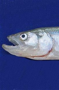 Het komkommervisjes : Onopvallend spil in het IJsselmeer dreigt te verdwijnen