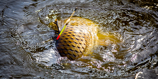 Hét VISblad archief: karpervissen 