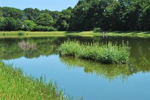 Het vissenbos: toevluchtsoord voor vis