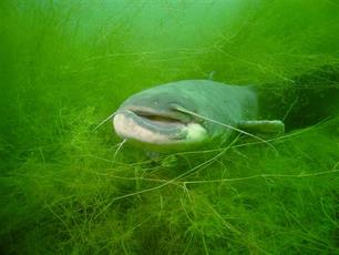 Het water bewaakt : Rijkswaterstaat monitort waterkwaliteit van Rijn en Maas
