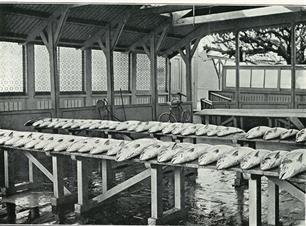 Historie van een koningsvis