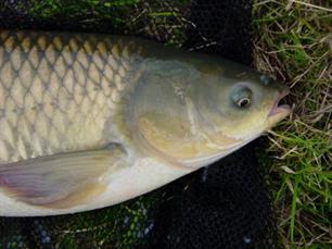 Honderdvijftig nieuwe graskarpers voor Veenendaalse wijk
