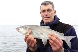 Houting in de Overijsselse Vecht