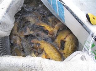 Hulp voor karpervijvers: cijfers 2018