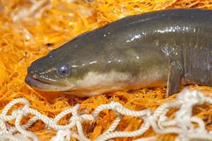 ICES-advies bedreigde aal aangescherpt