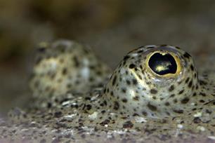 ICES-biologen zetten zich in voor een duurzame visserij