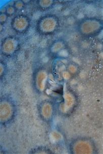 Idolaat avan zoetwaterroggen