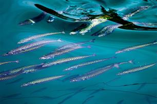 IJsland leeft met vis : Duurzame visserij bestaat